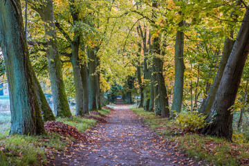 Obraz premium Autumn trees alley with colorful leaves in the park