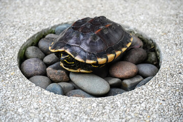 A small snail-eating turtle on the pile of rocks