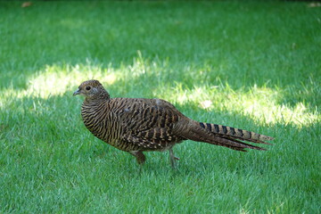 Fasan im Garten