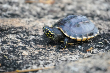 A small snail-eating turtle slowly crawling on the rock