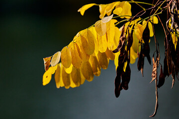 Branch of a black locust with yellow leaves and brown pods