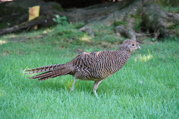 Fasan vor einer Baumwurzel