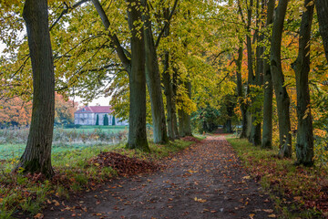 Naklejka premium Autumn trees alley with colorful leaves in the park