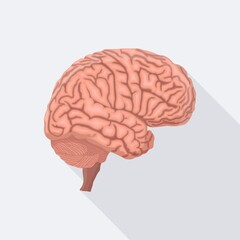 Brain. Human internal organ. Vector flat design