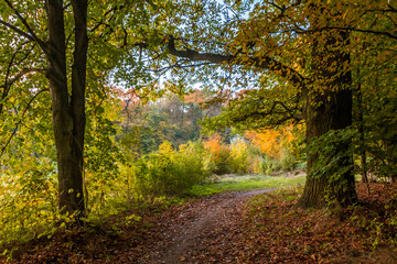 Autumn trees alley with colorful leaves in the park