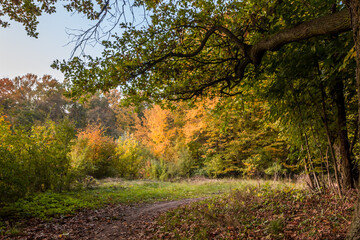 Fototapeta premium Autumn trees alley with colorful leaves in the park