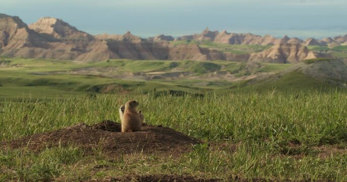Footage of two black-tailed prairie dogs, South Dakota, USA