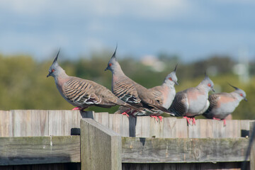 Crested Pigeons lined up on a fence