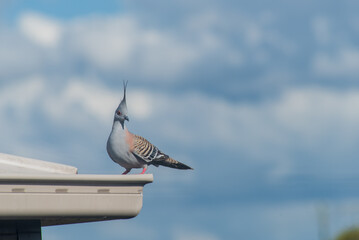Crested Pigeon on a roof