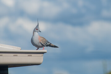 Crested Pigeon on a roof