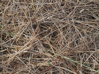 close up of hay