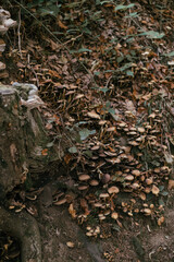 autumn leaves in the forest