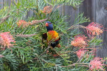Rainbow Lorikeet on Grevillea branch