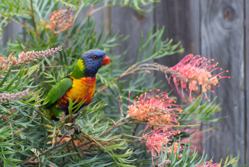 Rainbow Lorikeet on Grevillea branch