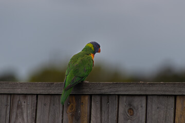 Rainbow Lorikeet on a fence
