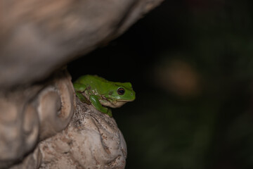 Green Tree Frog