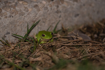 Green Tree Frog