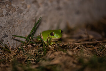 Green Tree Frog