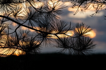 Silhouette of pine branches against cloudy sunset