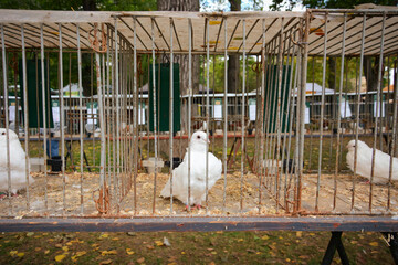 Pigeons exhibition. Pigeons in cages at pigeon auction. Pigeons competetion. Pigeon in metal cage. Outdoor sale of pigeons.