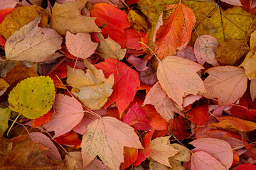 Fall leaves on the ground filling the entire frame