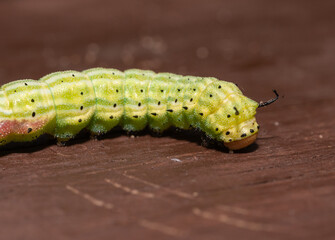 Closeup of caterpillar on wood