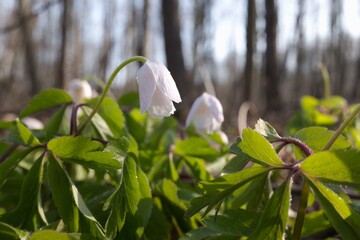 Anemone nemorosa, closeup of beautiful spring flower. Low morning light. Macro photo in wild nature.