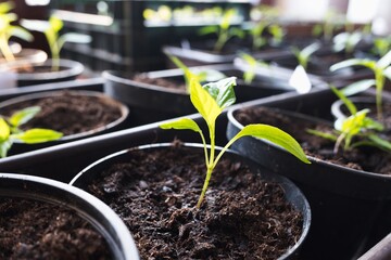 Small grown green pepper seedlings in flowerpots. Closeup macro photography.