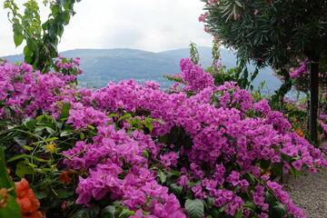 Fototapeta na wymiar Bougainvillea in voller Blüte