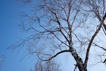 Birch tree in spring. Blue sky in background.