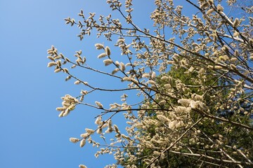 Catkins on tree branch. Sunny spring day. Catkins of Salix caprea, willow yew.