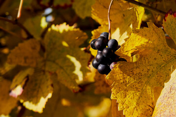 ripe dark grapes in yellow vine leaves