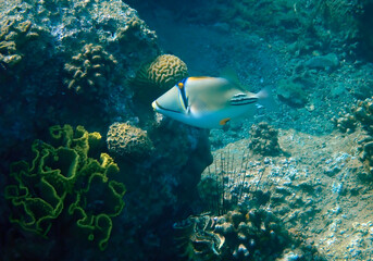Fototapeta na wymiar Exotic fish - Picasso trigger-fish, scientific name is Rhinecanthus assas, the species belongs to the family Balistidae, it inhabits Red Sea, Middle East