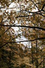 autumn in the forest