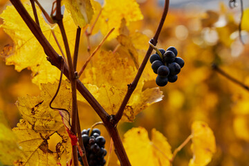 ripe dark grapes in yellow vine leaves