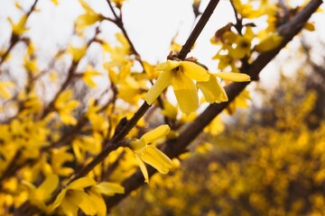Closeup of beautiful forsythia (Easter tree) shrub flowers of golden color. Macro detail of yellow...