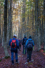 Group hikers among the beech trees in autumn.