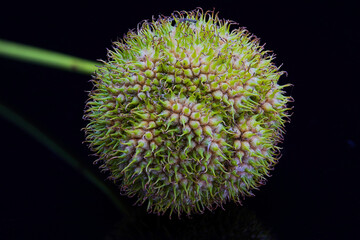 spherical fruiting body of a Platanus hispanica
