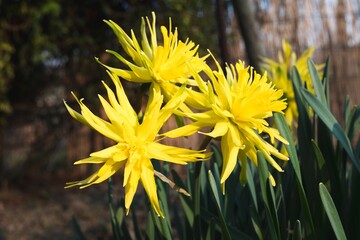 Yellow Narcissus, spring flowering plant of the amaryllis family, Amaryllidaceae. Closeup of...