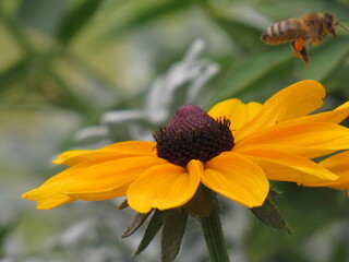bee on flower