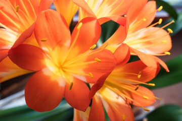 Clivia miniata, the Natal lily, bush lily, or Kaffir lily blooming. Close up of beautiful flower...
