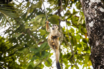 Cute Central American Spider Monkey climbing 