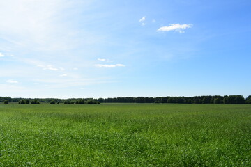 green field and blue sky
