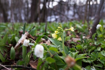 Beautiful spring yellow primrose (ox lip) flower and Anemone nemorosa. Low morning light. Closeup, macro photo in forest.