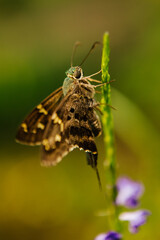 Long Tailed Skipper
