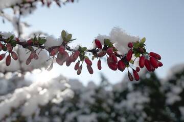 Barberry - berberis vulgaris. Closeup of berries on branch under snow in winter.