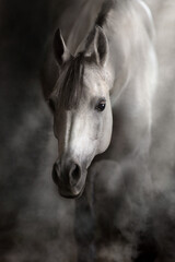 Obraz na płótnie Canvas Arabian horse portrait in dust and smoke