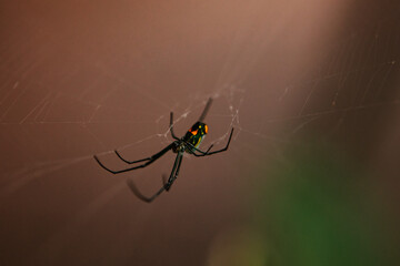 Orchard Spider