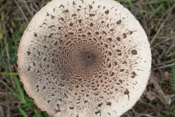 Muster auf Parasolpilz, Riesenschirmling