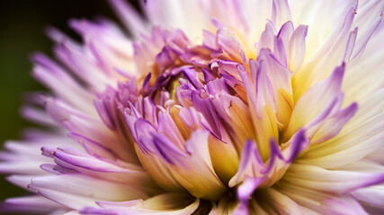 Fototapeta premium flower